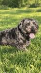 495 Available Papillon and Maltese Dogs for Adoption | PetCurious