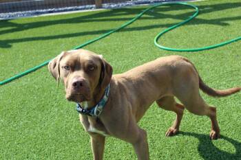 Rescue Chocolate Labrador Retriever and Mixed Breed Dogs for Adoption in Chestertown, Maryland - Zeus | PetCurious