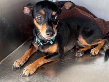 Chihuahua Dogs Available for Adoption in Rowlett, Texas - BOOGERS | PetCurious