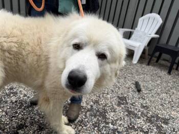 Great Pyrenees Dogs Available for Adoption in Santa Rosa, California - COTTON | PetCurious