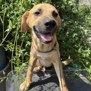 Black Mouth Cur Dogs Available for Adoption in Harlingen, Texas - Harry | PetCurious