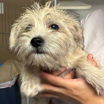Terrier and Mixed Breed Dogs Available for Adoption - Whimsy/A1043033 | PetCurious
