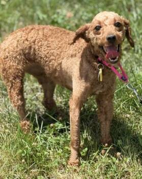 Rose -  Poodle Dog for Adoption in Malvern, Pennsylvania - Rose | PetCurious