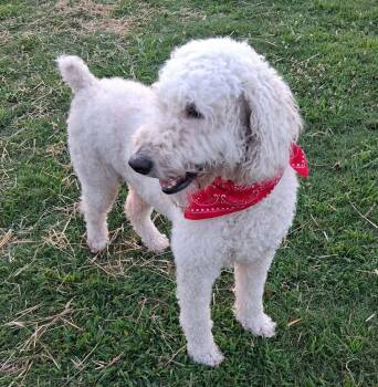 Indy and Odie -  Poodle Dog for Adoption in Hopkinton, Massachusetts - Indy And Odie | PetCurious