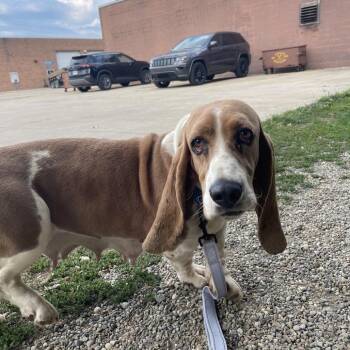 Matilda -  Mixed Breed Dog for Adoption in Mentor, Ohio - Matilda | PetCurious