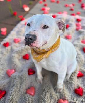 Pit Bull Terrier and American Bully Dogs Available for Adoption - Vail  | PetCurious