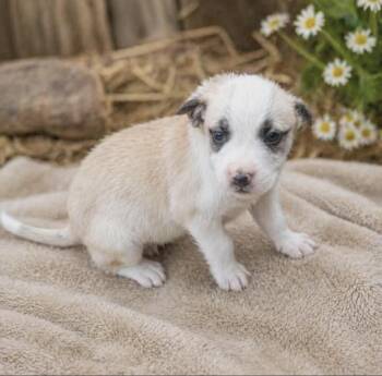 Terrier and Labrador Retriever Dogs Available for Adoption in Batesville, Arkansas - Ivory | PetCurious