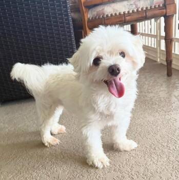 Milo -  Maltese Dog for Adoption in Miromar Lakes, Florida - Milo | PetCurious