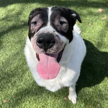 Mixed Breed Dogs Available for Adoption in Hampton Bays, New York - Shamrock | PetCurious