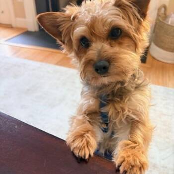 Yorkshire Terrier Dogs Available for Adoption in Greensboro, North Carolina - Kobe | PetCurious
