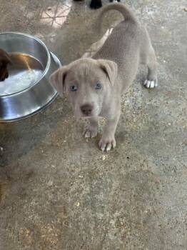 Waverly -  Labrador Retriever and Mixed Breed Dog for Adoption in Picayune, Mississippi - Waverly | PetCurious