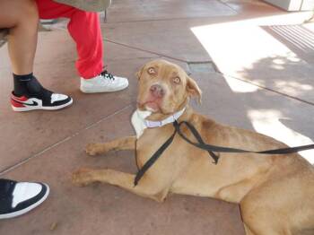 QUEEN CLARION -  Pit Bull Terrier Dog for Adoption in San Jose, California - QUEEN CLARION | PetCurious