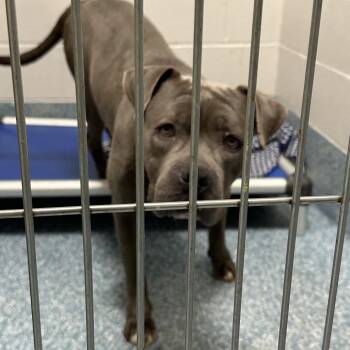Graham -  Pit Bull Terrier Dog for Adoption in Greensboro, North Carolina - Graham | PetCurious