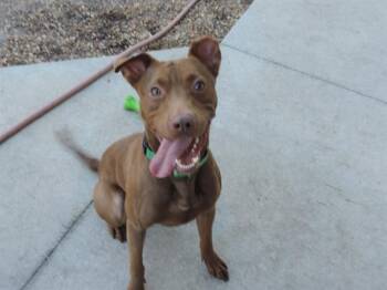 Mixed Breed Dogs Available for Adoption in Jacksonville, Florida - GIDEON | PetCurious