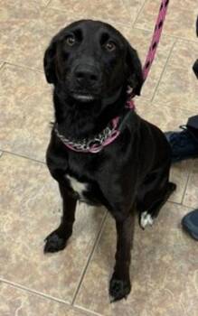 Lola -  Flat Coated Retriever Dog Available for Adoption in Littleton, Colorado - Lola | PetCurious