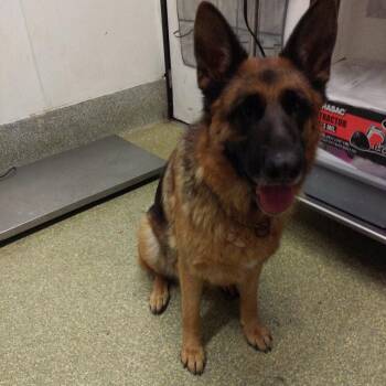 IVHS-Stray-140455 -  German Shepherd Dog Dog for Adoption in San Gabriel, California - IVHS-Stray-140455 | PetCurious