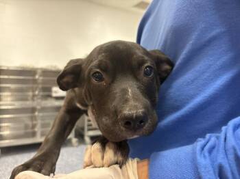 DASHA -  Terrier and Mixed Breed Dog for Adoption in Riverside, California - DASHA | PetCurious