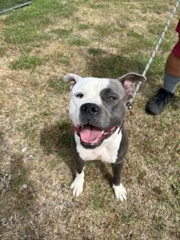 Mixed Breed Dogs Available for Adoption in Scott, Louisiana - Polo | PetCurious