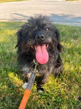 Ozzy -  Affenpinscher Dog for Adoption in Crown Point, Indiana - Ozzy | PetCurious