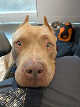 Pit Bull Terrier and Mixed Breed Dogs Available for Adoption in New Orleans, Louisiana - Lady Lasagna | PetCurious