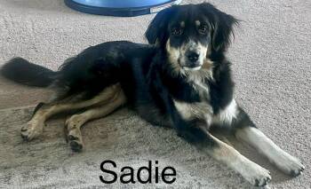 Sadie (Zink) -  Affenpinscher Dog for Adoption in Owatonna, Minnesota - Sadie (Zink) | PetCurious