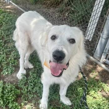 Rescue Great Pyrenees Dogs for Adoption in Pittsburgh, Pennsylvania - Snow | PetCurious