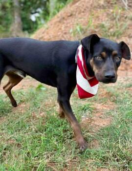 Rescue Terrier and Hound Dogs for Adoption in El Dorado, Arkansas - Diesel | PetCurious