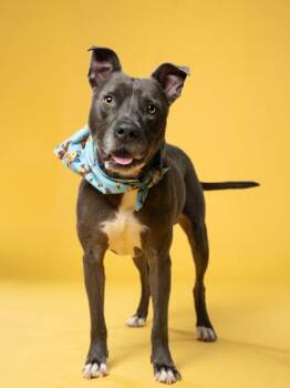 Bugger -  Pit Bull Terrier Dog for Adoption in Atlanta, Georgia - Bugger | PetCurious