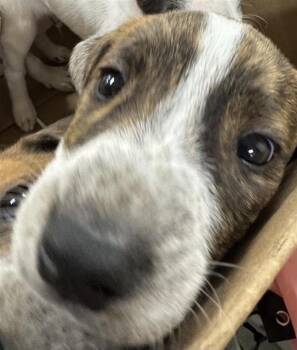 Australian Cattle Dog Blue Heeler Dogs Available for Adoption - PUP 3 | PetCurious