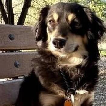 Stewie -  Dachshund Dog for Adoption in Chino Valley, Arizona - Stewie | PetCurious