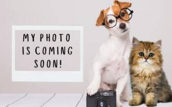 Rescue Shepherd and Mixed Breed Dogs for Adoption in Greenville, South Carolina - Kimchi | PetCurious