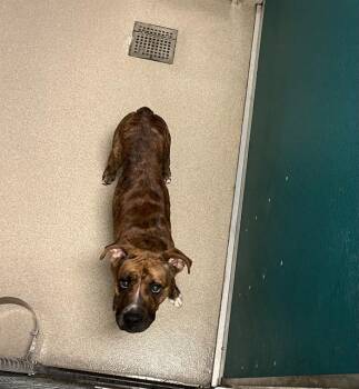 Rescue Boxer and Mixed Breed Dogs for Adoption in Newton, North Carolina - MARVEL | PetCurious