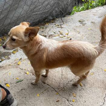 Chiqui -  Pomeranian and Mixed Breed Dog for Adoption in Bend, Oregon - Chiqui | PetCurious