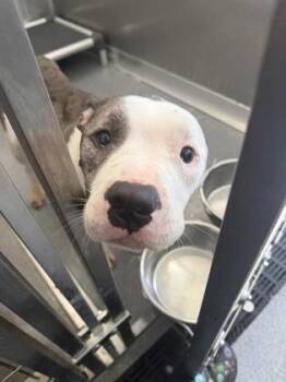 Mixed Breed Dogs Available for Adoption in West Chester, Pennsylvania - Zoee | PetCurious