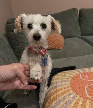 Maltese Dogs Available for Adoption - Molly  | PetCurious