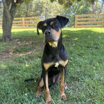 Stanley -  Boxer and Rottweiler Dog Available for Adoption in Gainesville, Georgia - Stanley | PetCurious