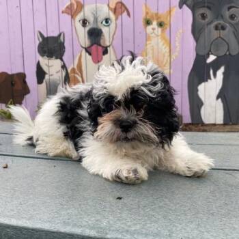 Maltese and Mixed Breed Dogs Available for Adoption in Madison, Wisconsin - Pepper | PetCurious
