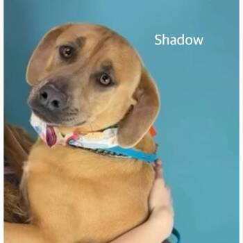 Labrador Retriever and Terrier Dogs Available for Adoption - Shadow | PetCurious