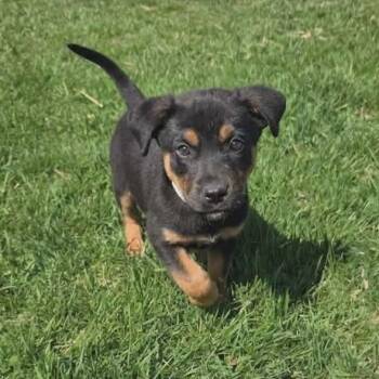 Labrador Retriever and Australian Cattle Dog Blue Heeler Dogs Available for Adoption in Holiday Hills, Illinois - Magma | PetCurious