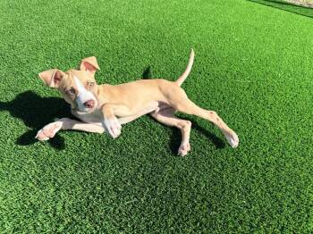 Clint Eastwood -  Mixed Breed Dog for Adoption in Rathdrum, Idaho - Clint Eastwood | PetCurious