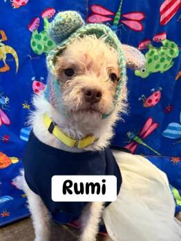Mixed Breed Dogs Available for Adoption in Dunmore, Pennsylvania - Rumi | PetCurious