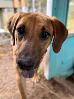 Rescue Labrador Retriever Dogs for Adoption in Livonia, Michigan - Wednesday | PetCurious