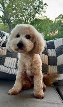 Miniature Poodle and Bichon Frise Dogs Available for Adoption - Otis | PetCurious