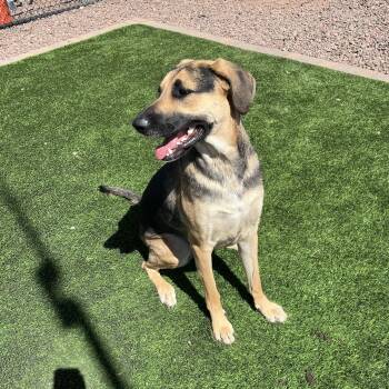 Mayzee -  German Shepherd Dog and Labrador Retriever Dog Available for Adoption in Washington, Utah - Mayzee | PetCurious