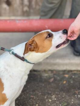 Rescue Pit Bull Terrier Dogs for Adoption in Houston, Texas - Carter | PetCurious