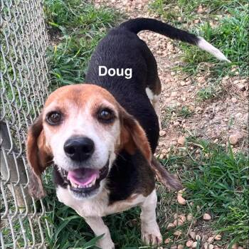 Doug -  Beagle Dog for Adoption - Doug | PetCurious