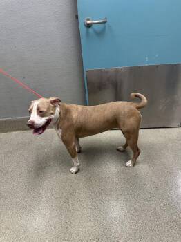 SUZETTE -  Pit Bull Terrier Dog for Adoption in Las Vegas, Nevada - SUZETTE | PetCurious