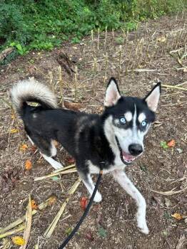 Gomez -  Husky Dog for Adoption in Myerstown, Pennsylvania - Gomez | PetCurious