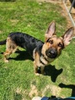 Ares -  German Shepherd Dog Dog for Adoption in Newport, Kentucky - Ares | PetCurious