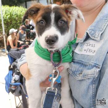 Border Collie Dogs Available for Adoption in Washington, District Of Columbia - Bijou | PetCurious
